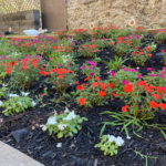 Close up photo of red, white, and pink flower beds