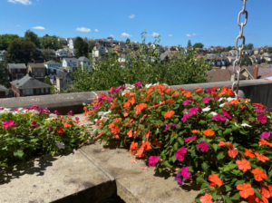 Red and pink flowers with a view of Brookline in the background